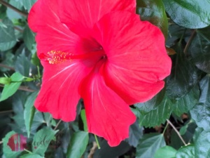 Blüte im tropenhaus