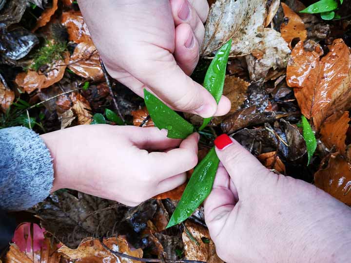 Bärlauch pflücken im Wald. Drei Hände pflücken den zarten Bärlauch vom Waldboden