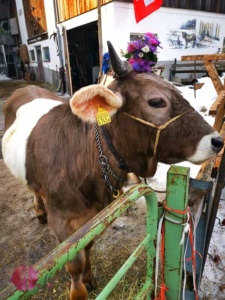 Kuh geschmückt am Colanda Mars